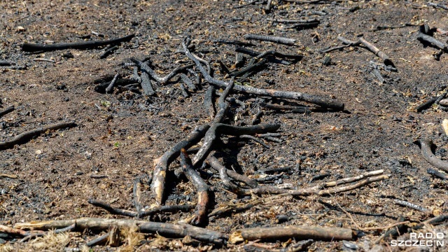 Prezydent Karol Nawrocki podpisał w poniedziałek nowelizację ustawy zaostrzającą kary m.in. za wypalanie traw i rozniecanie ognia w lasach, na łąkach i torfowiskach. Górna granica grzywny za sprowadzenie zagrożenia pożarowego wzrośnie z 5 tys. do 30 tys. zł.