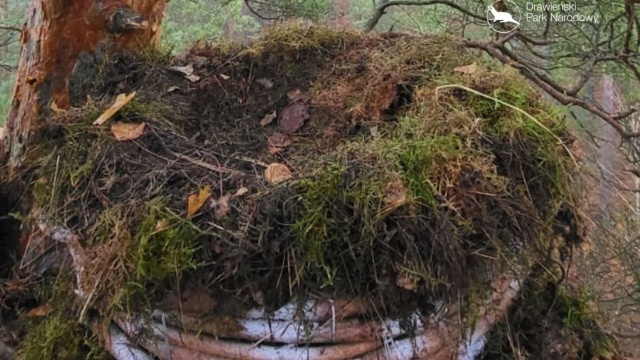 Platforma lęgowa dla sokoła wędrownego pojawiła się na terenie Drawieńskiego Parku Narodowego.