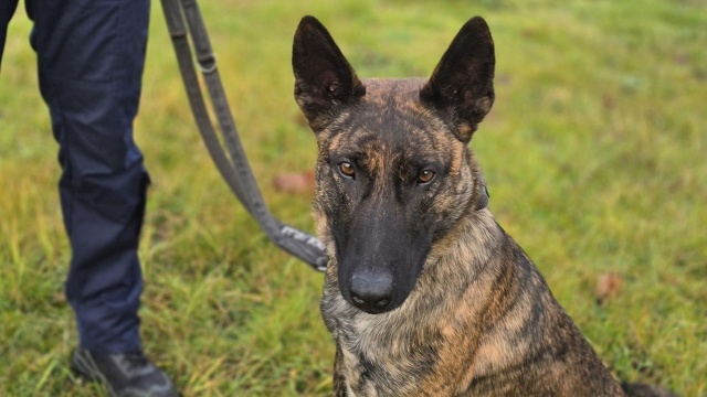 Czworonożna pomocniczka w gryfińskiej policji