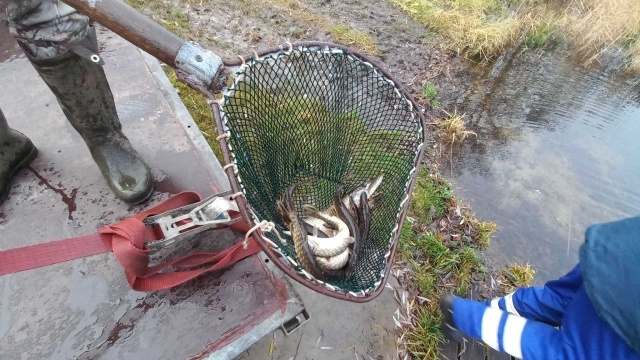 Młody narybek za kilka lat osiągnie rozmiary oczekiwane dla gatunków i ucieszy wędkarzy.