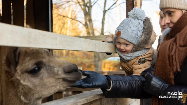W środę trwały przygotowania, teraz żywa szopka w szczecińskich Żydowcach przyciąga wielu odwiedzających.