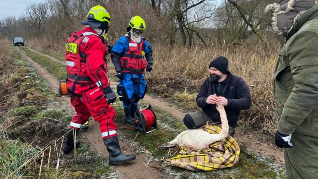 Nie tylko służby zawodowe mają w święta ręce pełne pracy. Funkcjonariusze Ochotniczej Straży Pożarnej z Lubczyny zostali w piątek wezwani do pomocy rannemu łabędziowi.