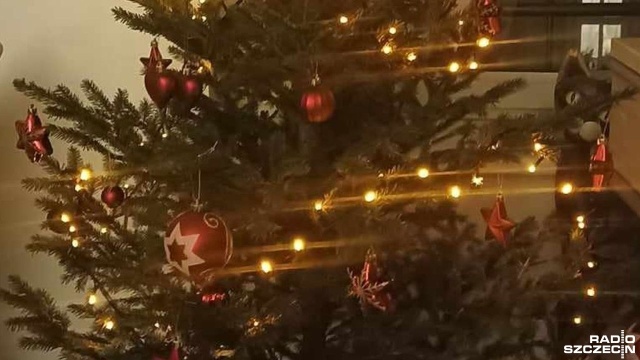 Każdego roku służby miejskie odbierają choinki od 2 stycznia do końca marca.