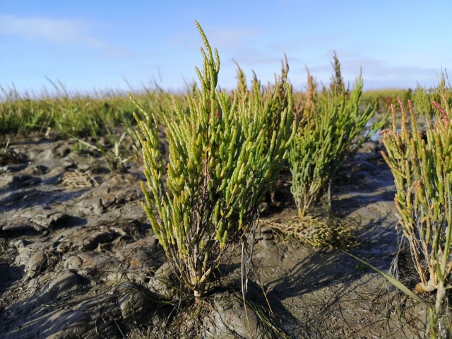 To kompleks przyrodniczy będący jednym z najcenniejszych przyrodniczo rejonów w mieście. Należący do chronionego obszaru Natura 2000.