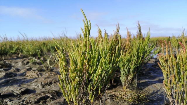 To kompleks przyrodniczy będący jednym z najcenniejszych przyrodniczo rejonów w mieście. Należący do chronionego obszaru Natura 2000.