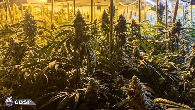 Funkcjonariusze Centralnego Biura Śledczego Policji zlikwidowali dwie profesjonalne plantacje konopi. Proceder rozwijał się na terenie województw: lubuskiego i zachodniopomorskiego.