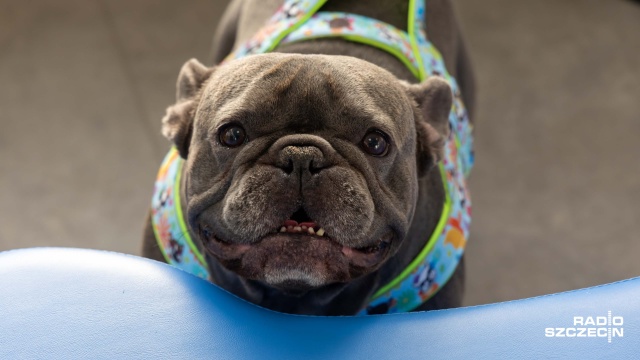 Strzelanie petardami to wielki stres zarówno dla dzikiej zwierzyny, jak i domowych czworonożnych pupili - przypominają weterynarze i behawioryści.