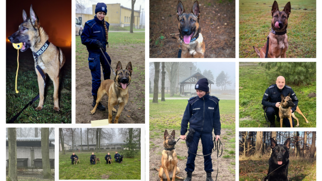 Zachodniopomorska policja ma siedem nowych psów służbowych. Zakup był możliwy dzięki dofinansowaniu z Wojewódzkiego Funduszu Ochrony Środowiska i Gospodarki Wodnej.