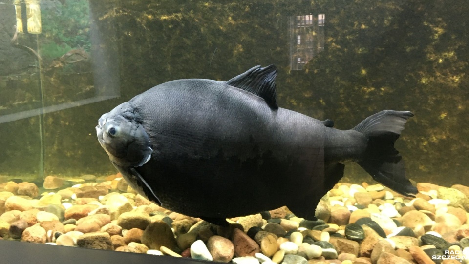 Fot. Joanna Maraszek [Radio Szczecin/Archiwum]