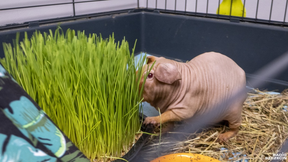 Fot. Maciej Papke [Radio Szczecin]