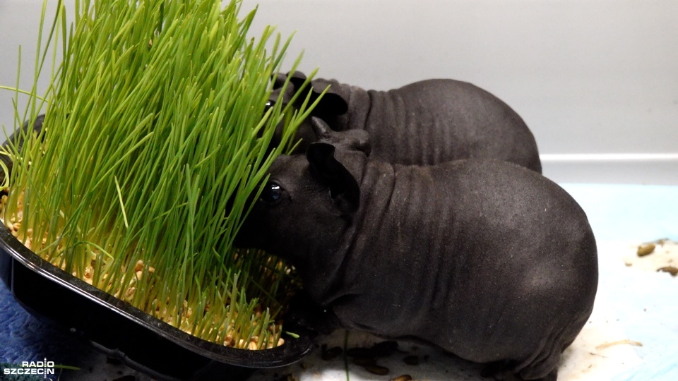 Fot. Maciej Papke [Radio Szczecin]