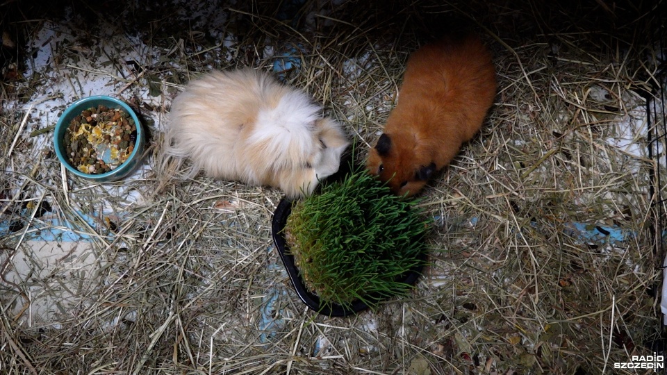 Fot. Maciej Papke [Radio Szczecin]