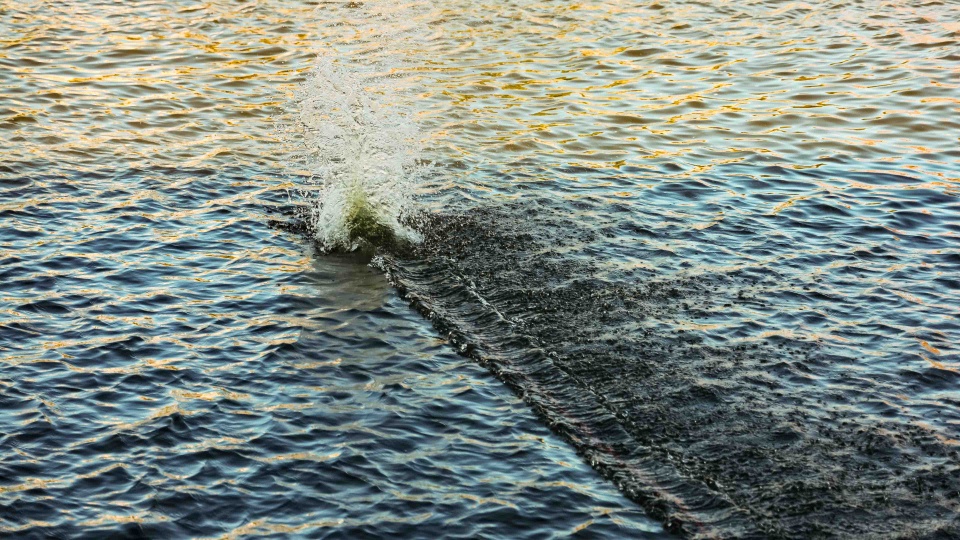 Fot. Robert Stachnik [Radio Szczecin/Archiwum]