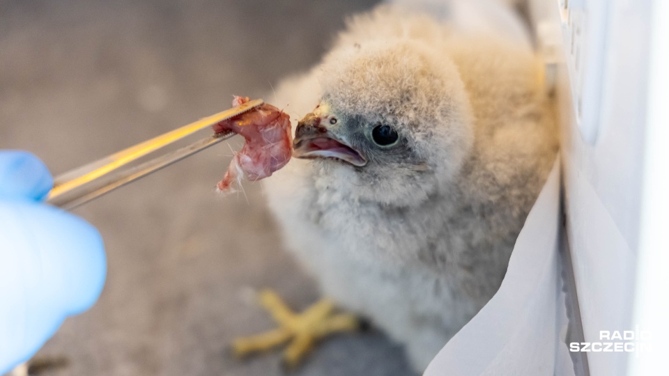 Fot. Robert Stachnik [Radio Szczecin]