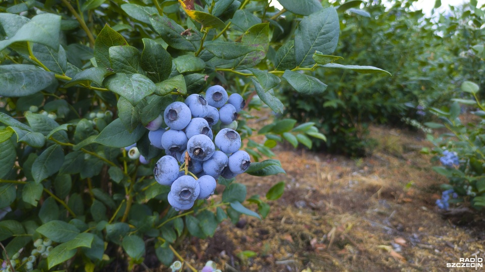 Fot. Maciej Papke [Radio Szczecin]
