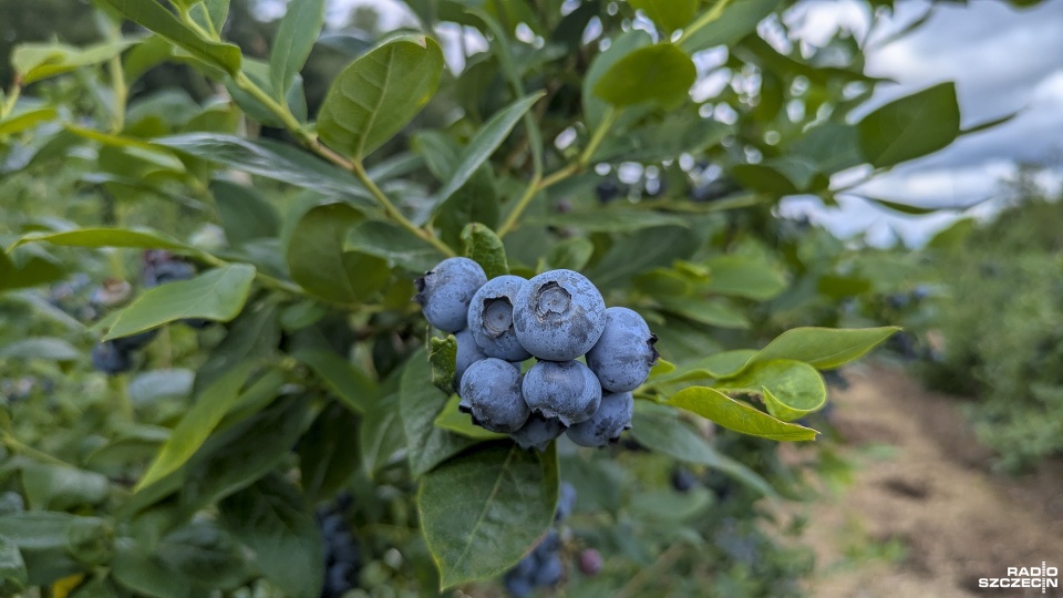 Fot. Maciej Papke [Radio Szczecin]