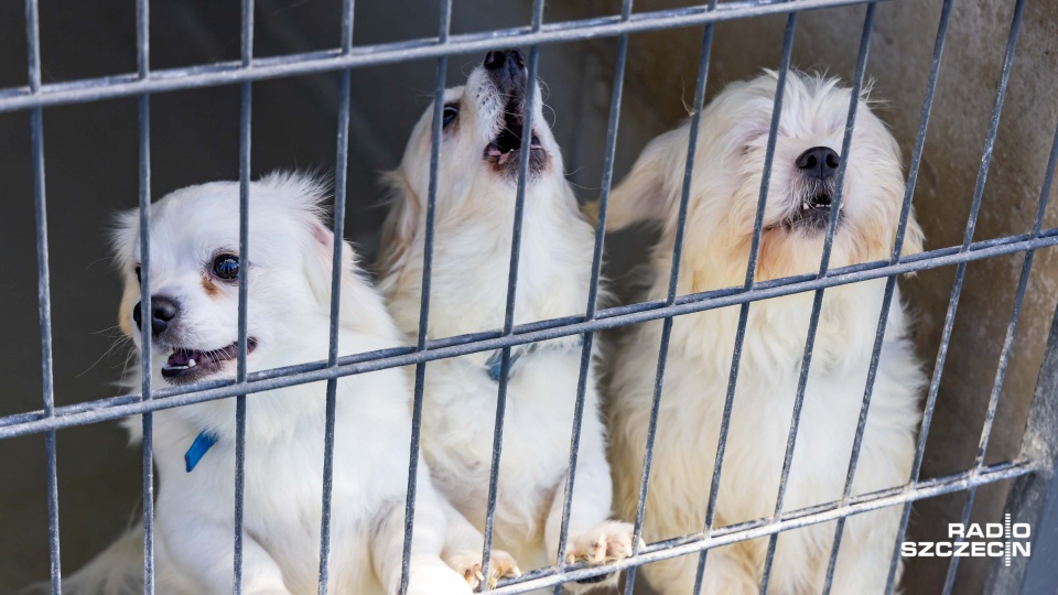 Fot. Robert Stachnik [Radio Szczecin]