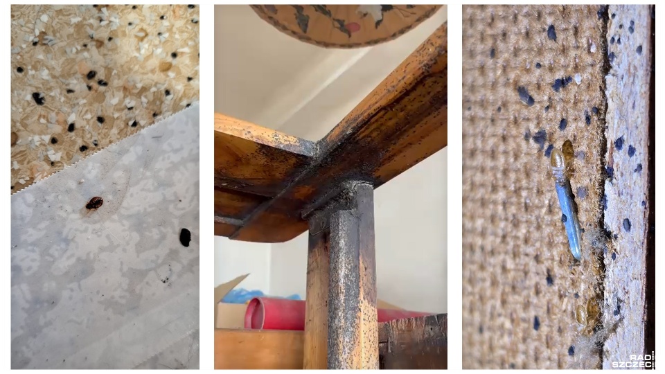 fot. firma dezynsekcyjna