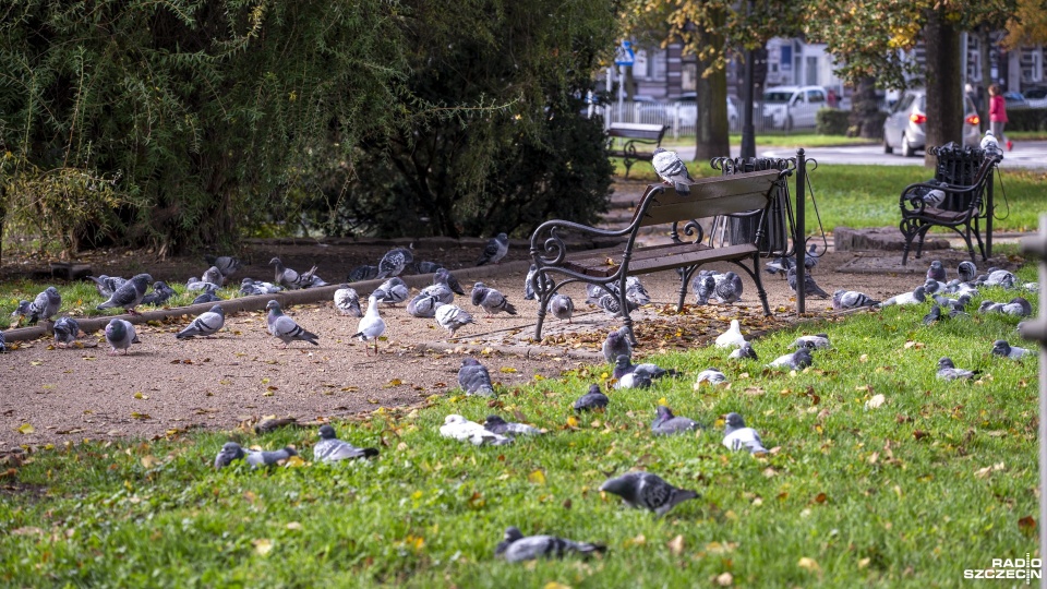 Gołębie na pl. Grunwaldzkim w Szczecinie. Fot. Kamila Kozioł [Radio Szczecin]