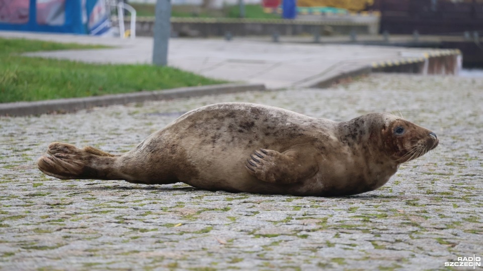 Fot. Przemysław Polanin [Radio Szczecin]