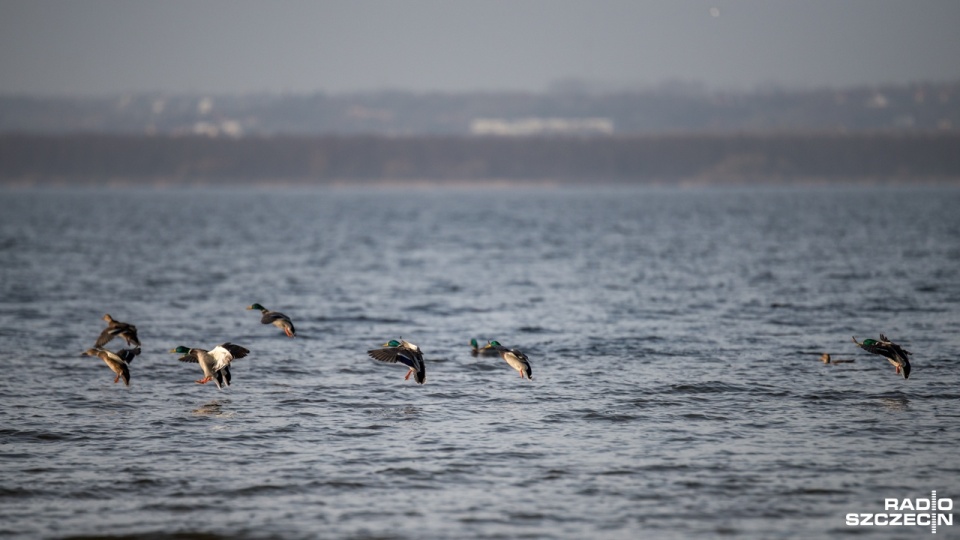 Międzyodrze będzie filią Parku Narodowego. "Taka forma ochrony jest potrzebna"