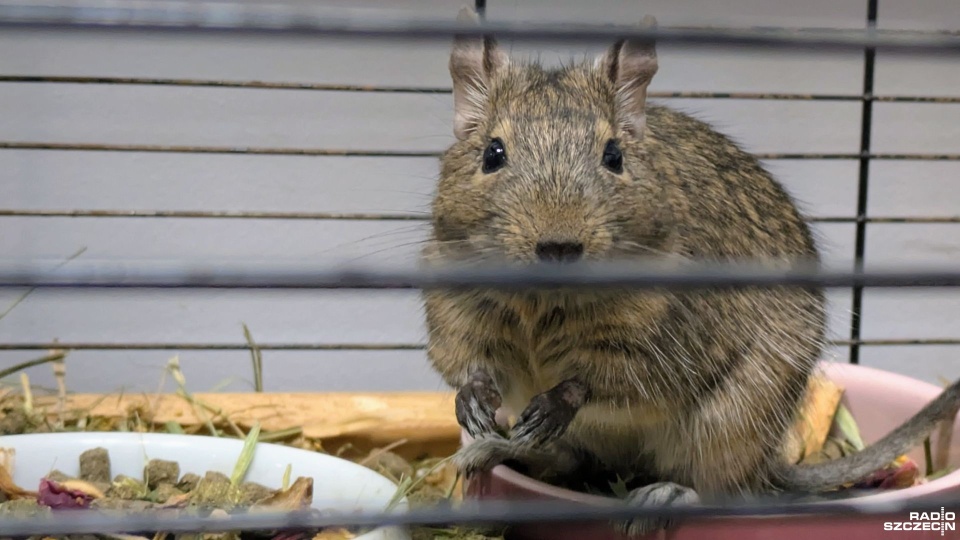 Fot. Maciej Papke [Radio Szczecin]