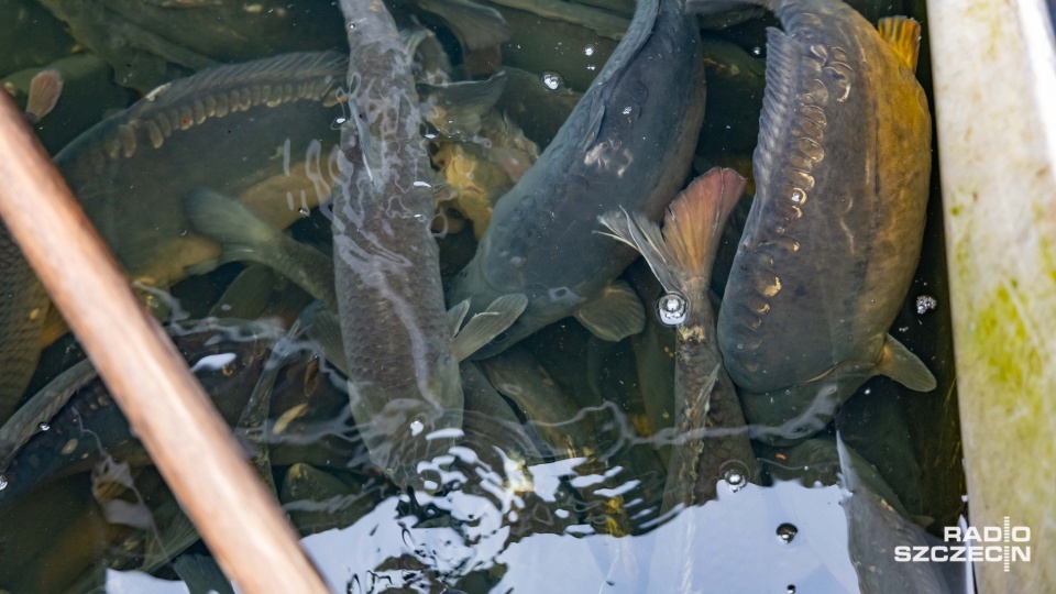 Karp króluje na szczecińskich stołach [WIDEO, ZDJĘCIA]