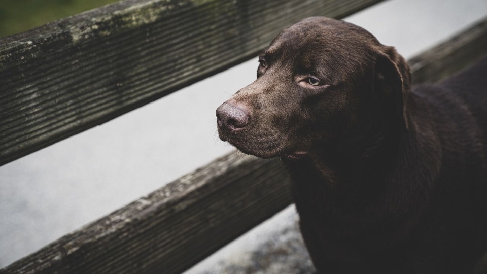 Sejm nie odrzucił weta ws. ustawy łańcuchowej