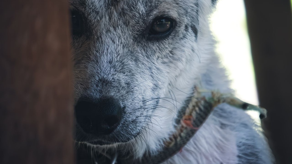 Psy pozostaną na łańcuchach. Obrońcy zwierząt rozczarowani
