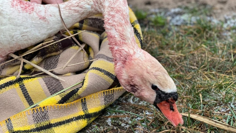 fot. Dariusz Schacht, rzecznik zachodniopomorskiego komendanta wojewódzkiego Państwowej Straży Pożarnej.