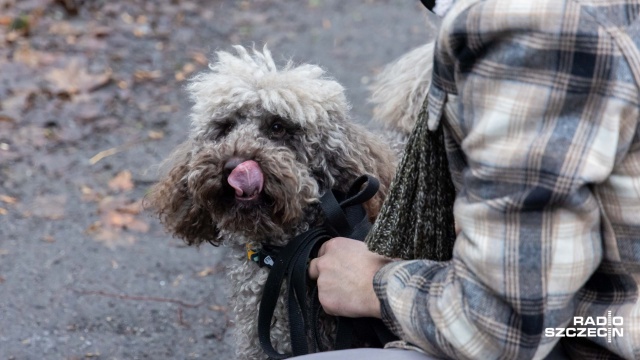 Fot. Robert Stachnik [Radio Szczecin] Podopieczny TOZ-u nie przeżył sylwestrowej nocy - powodem fajerwerki i petardy [WIDEO, ZDJĘCIA]