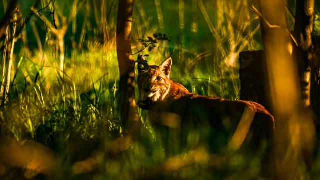 Fot. Medard Bajlak Coraz więcej rysi można spotkać w lasach w regionie [ZDJĘCIA]