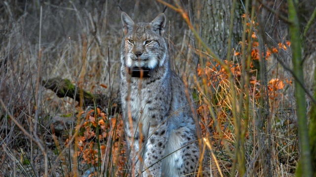 Fot. Medard Bajlak Coraz więcej rysi można spotkać w lasach w regionie [ZDJĘCIA]