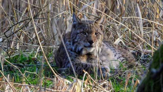 Fot. Medard Bajlak Coraz więcej rysi można spotkać w lasach w regionie [ZDJĘCIA]