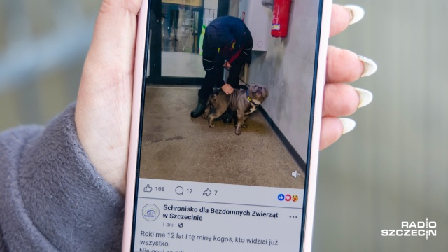 Fot. Robert Stachnik [Radio Szczecin] Coraz więcej rasowych psów trafia do szczecińskiego schroniska [ZDJĘCIA]