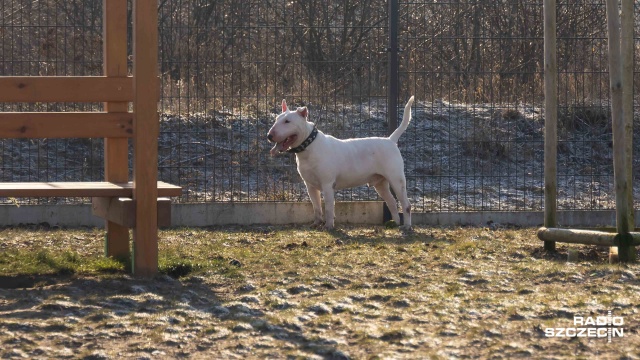 Fot. Robert Stachnik [Radio Szczecin] Coraz więcej rasowych psów trafia do szczecińskiego schroniska [ZDJĘCIA]