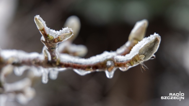 Fot. Robert Stachnik [Radio Szczecin] Ostrożnie w parkach i lasach [WIDEO, ZDJĘCIA]