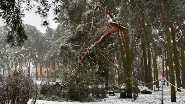 Las Dąbrówka Fot. Urząd Miasta w Policach Ostrożnie w parkach i lasach [WIDEO, ZDJĘCIA]