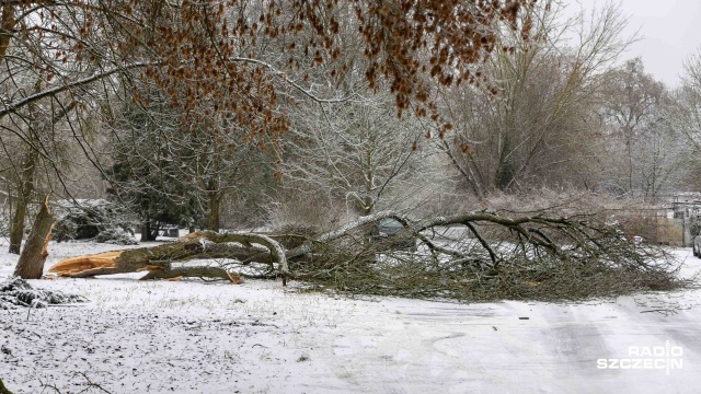 Fot. Robert Stachnik [Radio Szczecin] Gołoledź sprawia zagrożenie nie tylko na drogach, ale też na gałęziach [ZDJĘCIA]