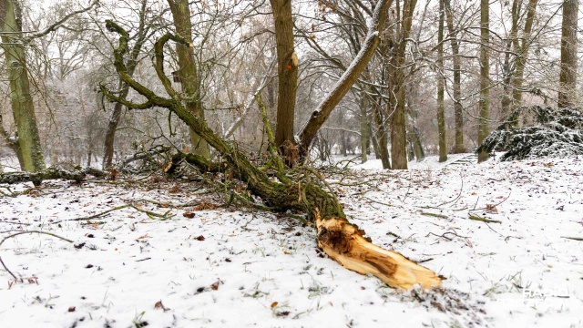 Fot. Robert Stachnik [Radio Szczecin] Gołoledź sprawia zagrożenie nie tylko na drogach, ale też na gałęziach [ZDJĘCIA]