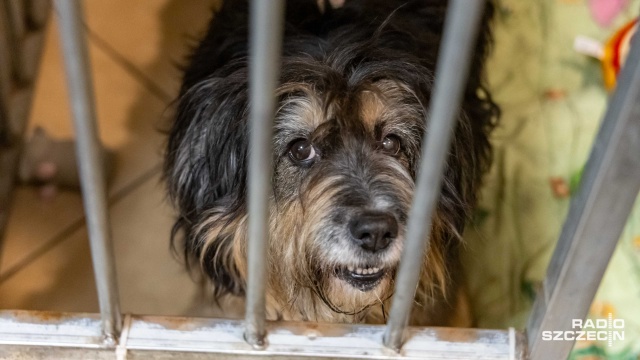 Fot. Robert Stachnik [Radio Szczecin] Apel szczecińskiego TOZ dot. psich i kocich adopcji [ZDJĘCIA]