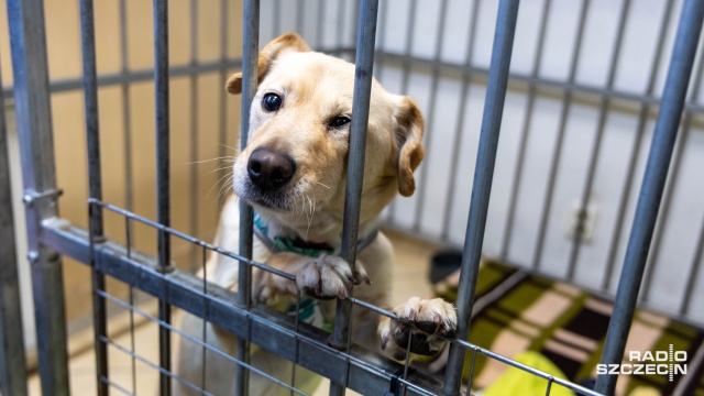 Fot. Robert Stachnik [Radio Szczecin] Apel szczecińskiego TOZ dot. psich i kocich adopcji [ZDJĘCIA]