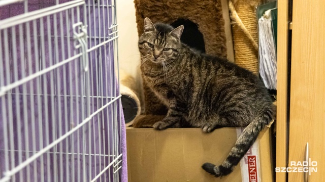 Fot. Robert Stachnik [Radio Szczecin] Apel szczecińskiego TOZ dot. psich i kocich adopcji [ZDJĘCIA]