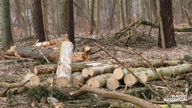 Fot. Robert Stachnik [Radio Szczecin] Kolejne drzewa w Lesie Arkońskim trafiły pod topór [ZDJĘCIA]
