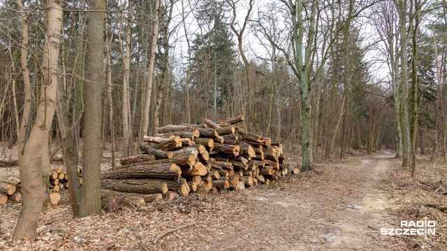 Fot. Robert Stachnik [Radio Szczecin] Kolejne drzewa w Lesie Arkońskim trafiły pod topór [ZDJĘCIA]