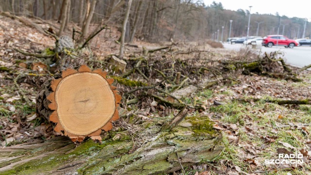 Fot. Robert Stachnik [Radio Szczecin] Kolejne drzewa w Lesie Arkońskim trafiły pod topór [ZDJĘCIA]