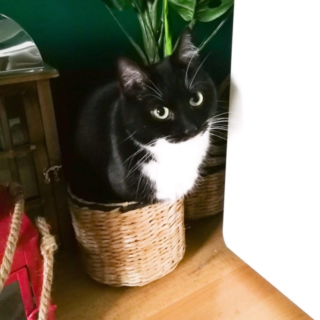 Becia Ich święto trwa cały rok, więc dzisiaj świętują podwójnie - obchodzimy Światowy Dzień Kota [ZDJĘCIA]