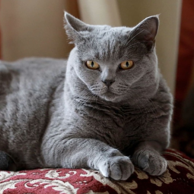 Bibi Ich święto trwa cały rok, więc dzisiaj świętują podwójnie - obchodzimy Światowy Dzień Kota [ZDJĘCIA]