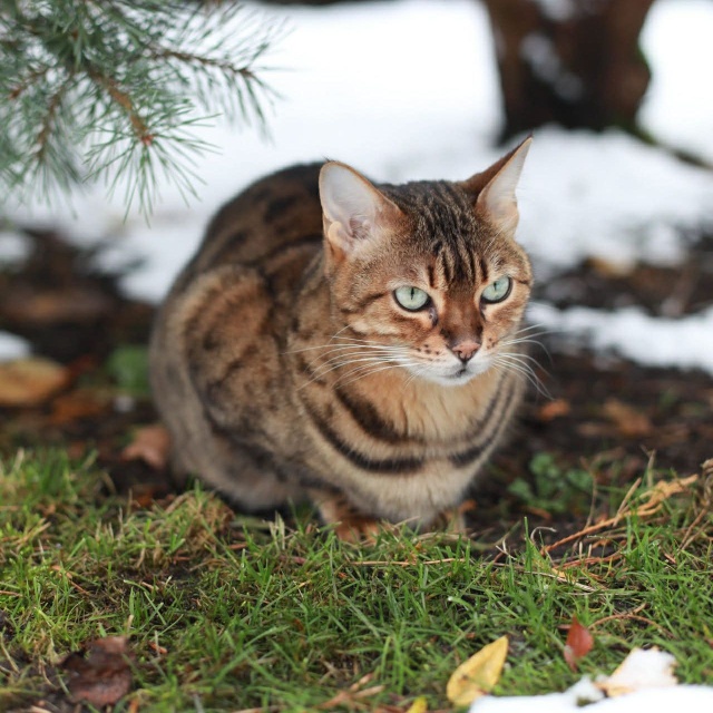 Paka Ich święto trwa cały rok, więc dzisiaj świętują podwójnie - obchodzimy Światowy Dzień Kota [ZDJĘCIA]