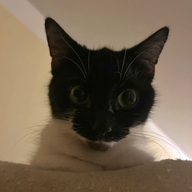 Tequila Ich święto trwa cały rok, więc dzisiaj świętują podwójnie - obchodzimy Światowy Dzień Kota [ZDJĘCIA]